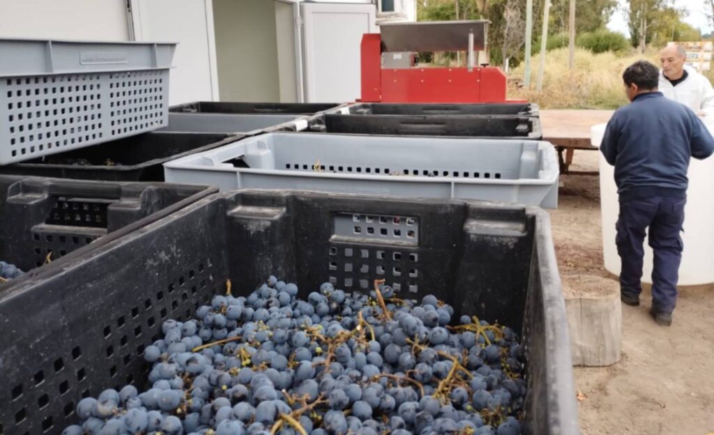 La uva Cabernet Franc se adapta al clima frío