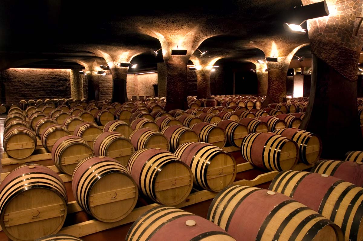 El roble que transforma al vino