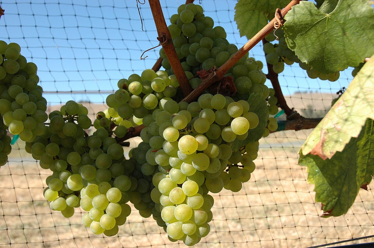 Día del Chardonnay: 4 vinos para festejar