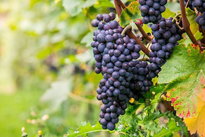 Pinot Noir: Se festeja, el día de un varietal fino y elegante