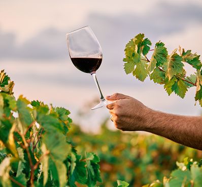 Día internacional del Cabernet Sauvignon